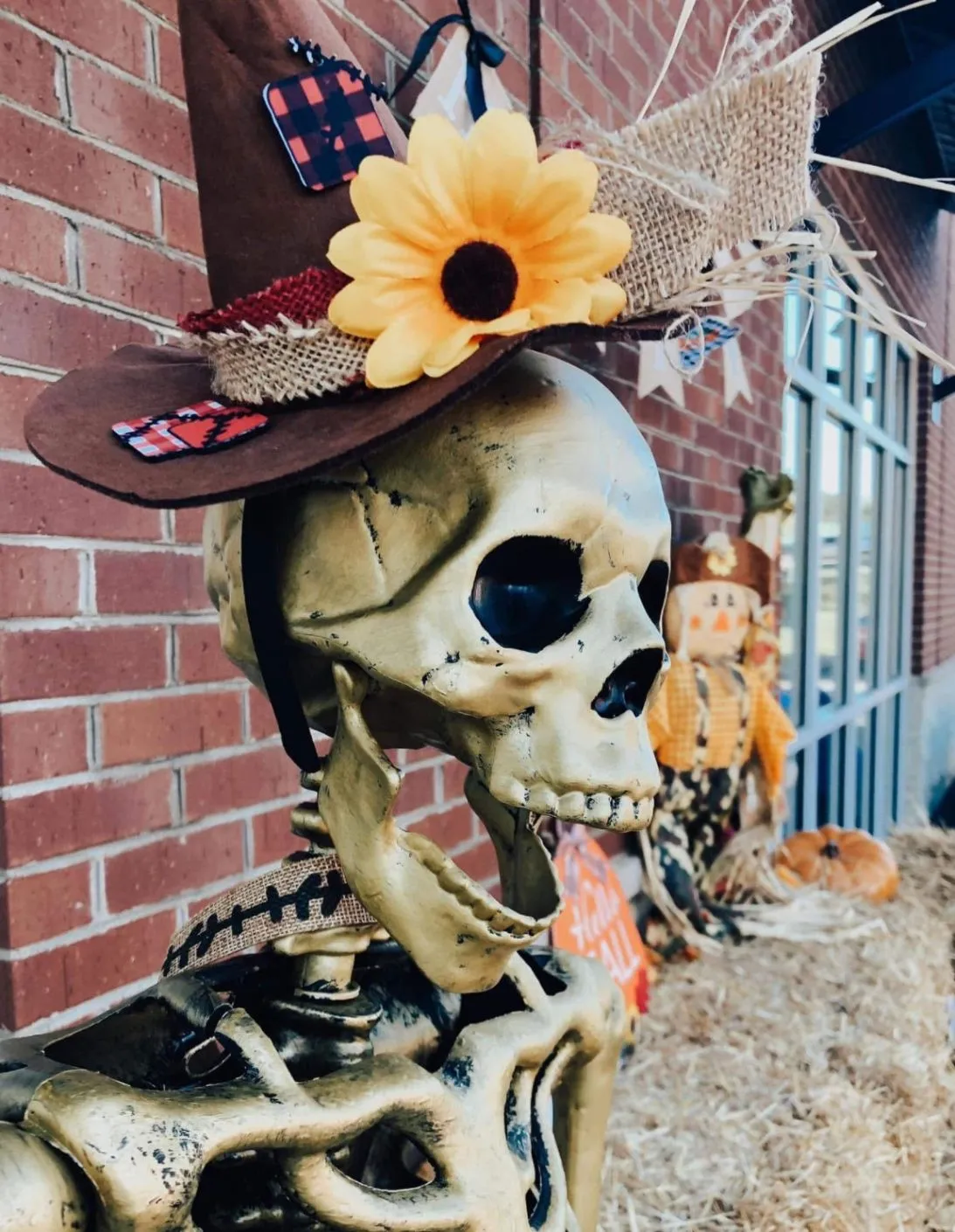 A close view of Skully wearing a fall hat outside the office